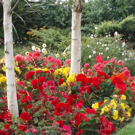 Rosdarrig