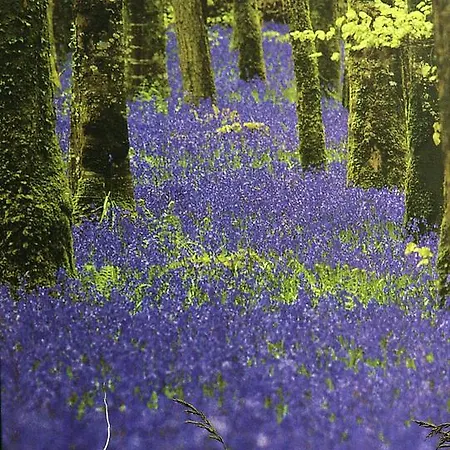 Bed & Breakfast Rosdarrig Boyle