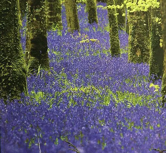 住宿加早餐酒店 Rosdarrig 波伊尔